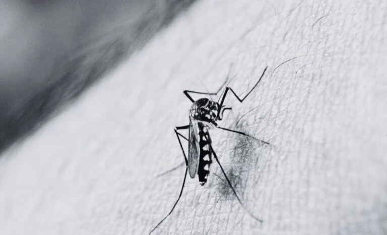 Japanese Encephalitis In Jhapa